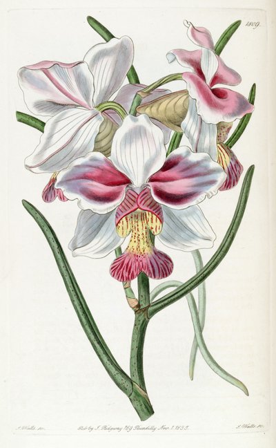 Papilionanthe teres (als syn. Vanda teres) von Jams  Watts